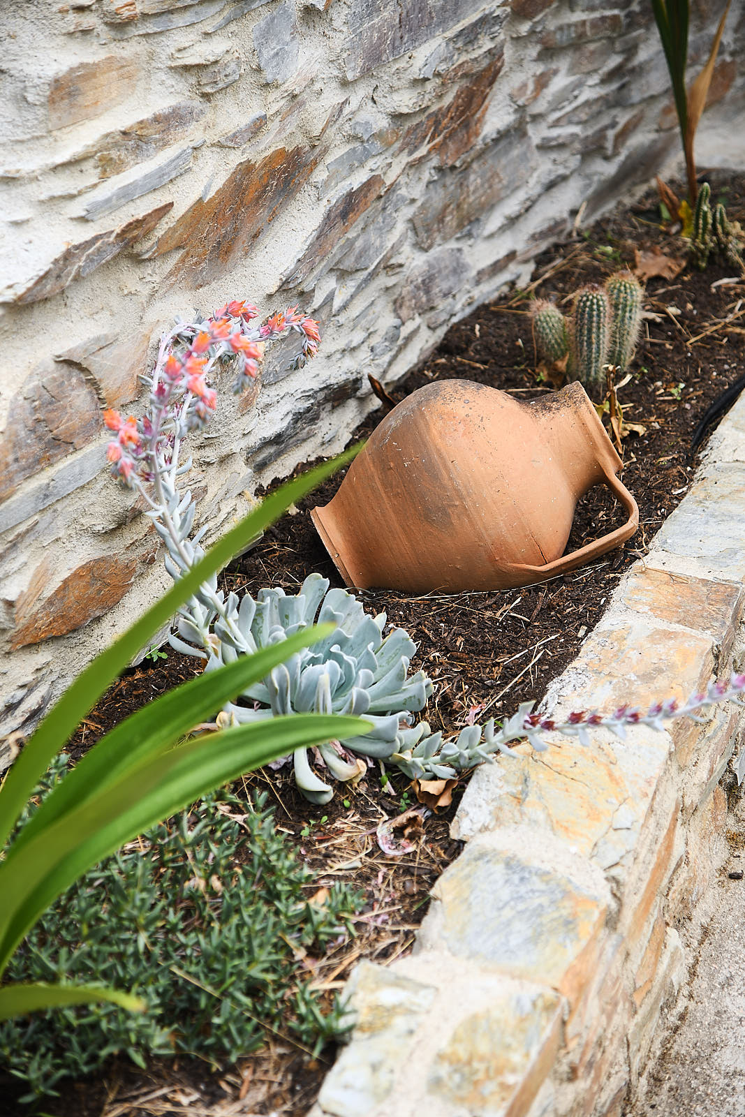 Terracotta pots of succulents and herbs in the sunny courtyard